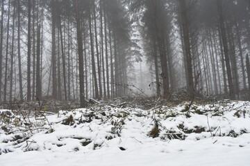Winter-Wald