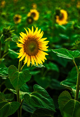 Yellow leafy sunflower among green leaves