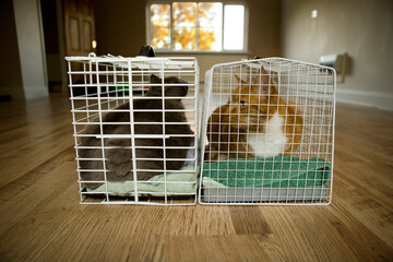Cats in cage in new house