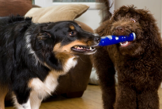 Two dogs playing