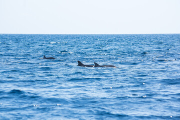 Fototapeta premium View of a group of wild dolphins
