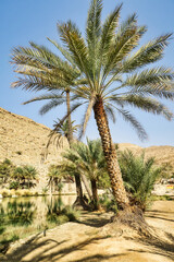 A beautiful oasis in Oman, wadi bani full of greenery, palm trees and a river in a desert 