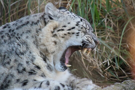 Snow Leopard with mouth open upper and lower teeth visible photo unprocessed