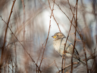 A timid brown little sparrow sits on a branch, a bird in the thick branches of an acacia tree. Wild and free nature. photo animalism. artistic blurring