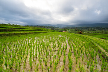 Fototapeta na wymiar Jatiluwih rice terraces on Bali