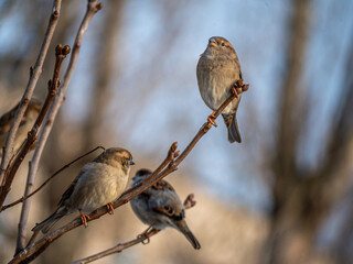 STREET brown sparrows perch on a branch, birds in the thick branches of an acacia tree. Wild and free nature. photo animalism. artistic blurring