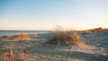 Mediterranean shrub on the beach