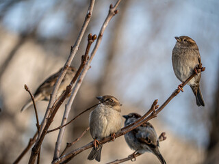 STREET brown sparrows perch on a branch, birds in the thick branches of an acacia tree. Wild and free nature. photo animalism. artistic blurring