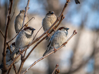 STREET brown sparrows perch on a branch, birds in the thick branches of an acacia tree. Wild and free nature. photo animalism. artistic blurring