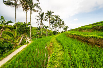 Obraz premium Jatiluwih rice terraces on Bali