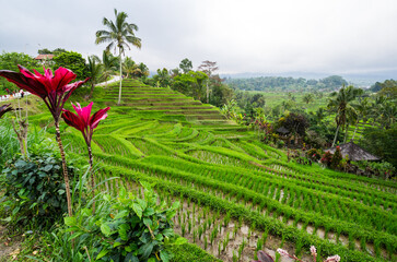 Jatiluwih rice terraces on Bali