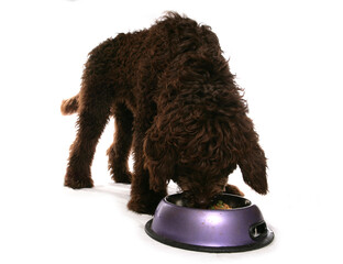 Brown Labradoodle Puppy eating