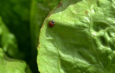 Insect on the lettuce