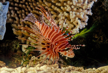 Naklejka na ściany i meble The spotfin lionfish or broadbarred firefish (Pterois antennata) is a fish found in the tropical Indian and Western Pacific Oceans