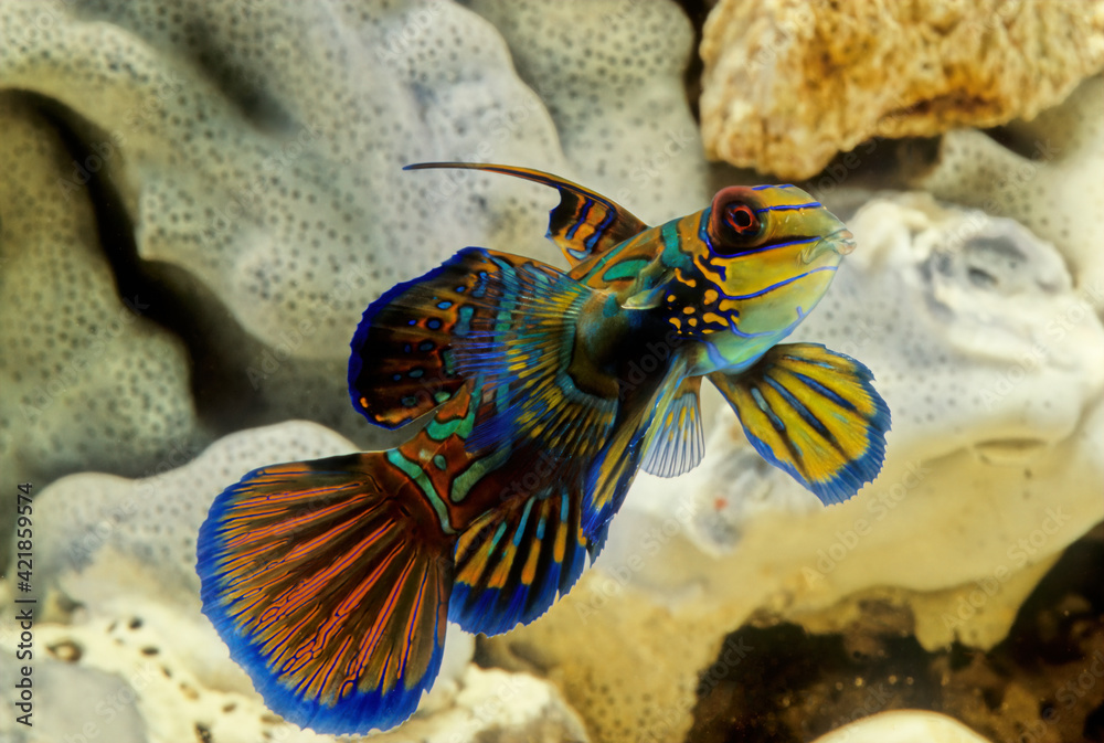 Wall mural synchiropus splendidus, the mandarinfish or mandarin dragonet, is a small, brightly colored member o