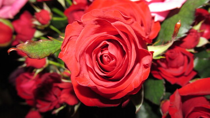 Red roses