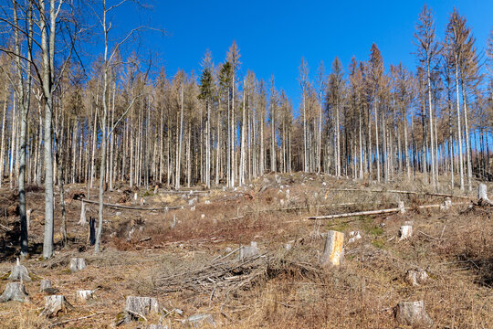 Borkenk&auml;fer - Schadfl&auml;chen im Th&uuml;ringer Wald