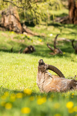 Ibex (Capra ibex) scratching