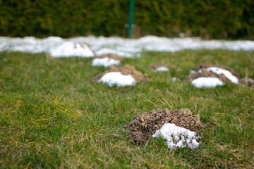 Molehills in the garden with rest of snow