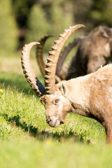 Ibex (Capra ibex)