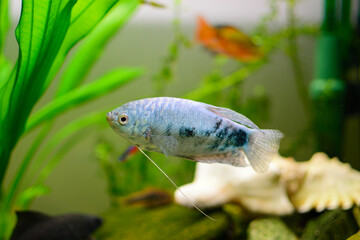 Gourami aquarium fish in the background plants other fish and shells