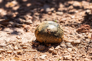 Picture of mushroom, Calvatia is a genus of puffball mushrooms