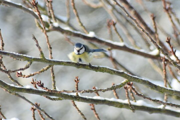 Vogel