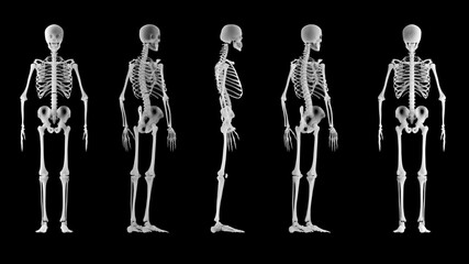 X-ray view of a human skeleton. Medical examination and body scan. Human anatomy and body bones. 360 degree view of a skeleton. 3d render