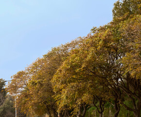 copas de arboles bajo cielo azul