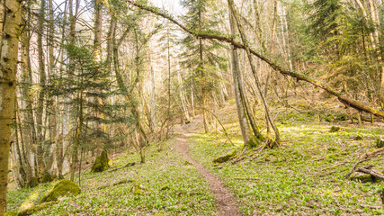 Chemin dans une forêt