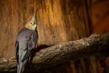 View of grey-yellow-orange male budgie cockatiel parrot on the tree branch