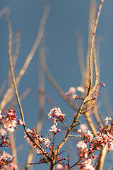 Plum blossoms blooming in spring, Prunus Cerasifera