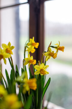 Diversi di narcisi gialli  in primo piano sullo sfondo di una finestra