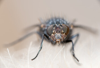 Close-up of a housefly