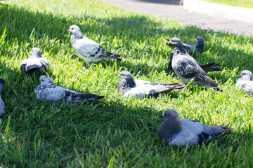 Grupo de palomas descansando sobre el césped en verano un día soleado.