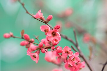 Spring cherry tree blossom flowers isolated.