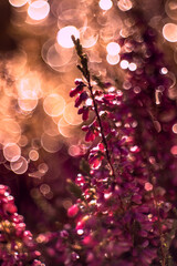 Kwiaty różowych i bordowych wrzosów w jesiennym ogrodzie. Bubble bokeh © anettastar