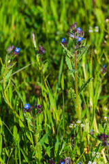 Blooming Anchusa azurea in natural habitat