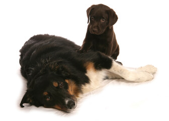 Labrador puppy and Border Collie