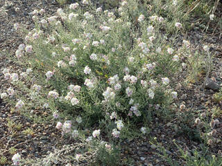white desert flowers