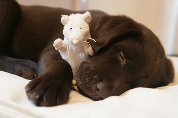 Brown Labrador Puppy