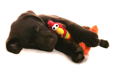 Brown Labrador Puppy