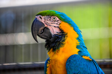Macaw type parrot with orange blue plumage