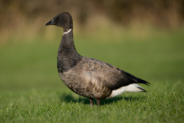 Brent Goose