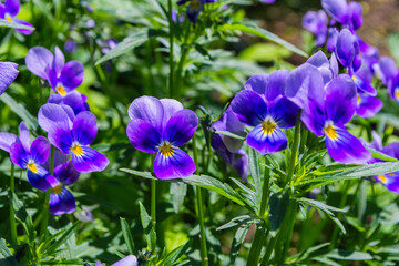 Garden flowers-Violets (Viola tricolor) or horned violet. Also have the name pansies. Soft selective focus.