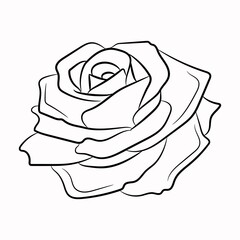 sketch of a rose on a white background, hand drawing.