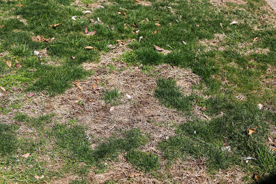 A Patch Of Dry Dead Grass On A Lawn