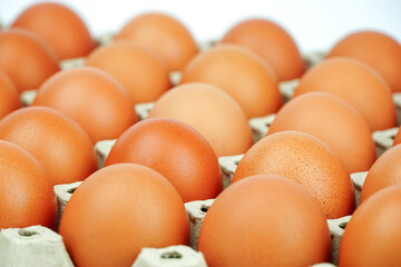 Chicken eggs in carton box,Group of fresh eggs in pater tray.	
