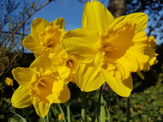 Joyful daffodils greet the rays of the summer sun.