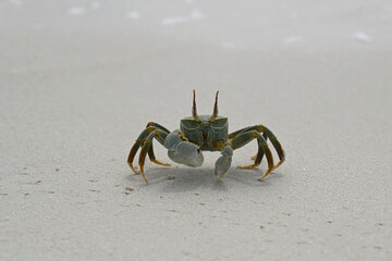 Portrait of a yellow-green live crab on a sandy beach. A beautiful crab runs around on a sandy island in search of food. Wildlife of the sandy tropical beach. Live Crab. Animal World in Tanzania